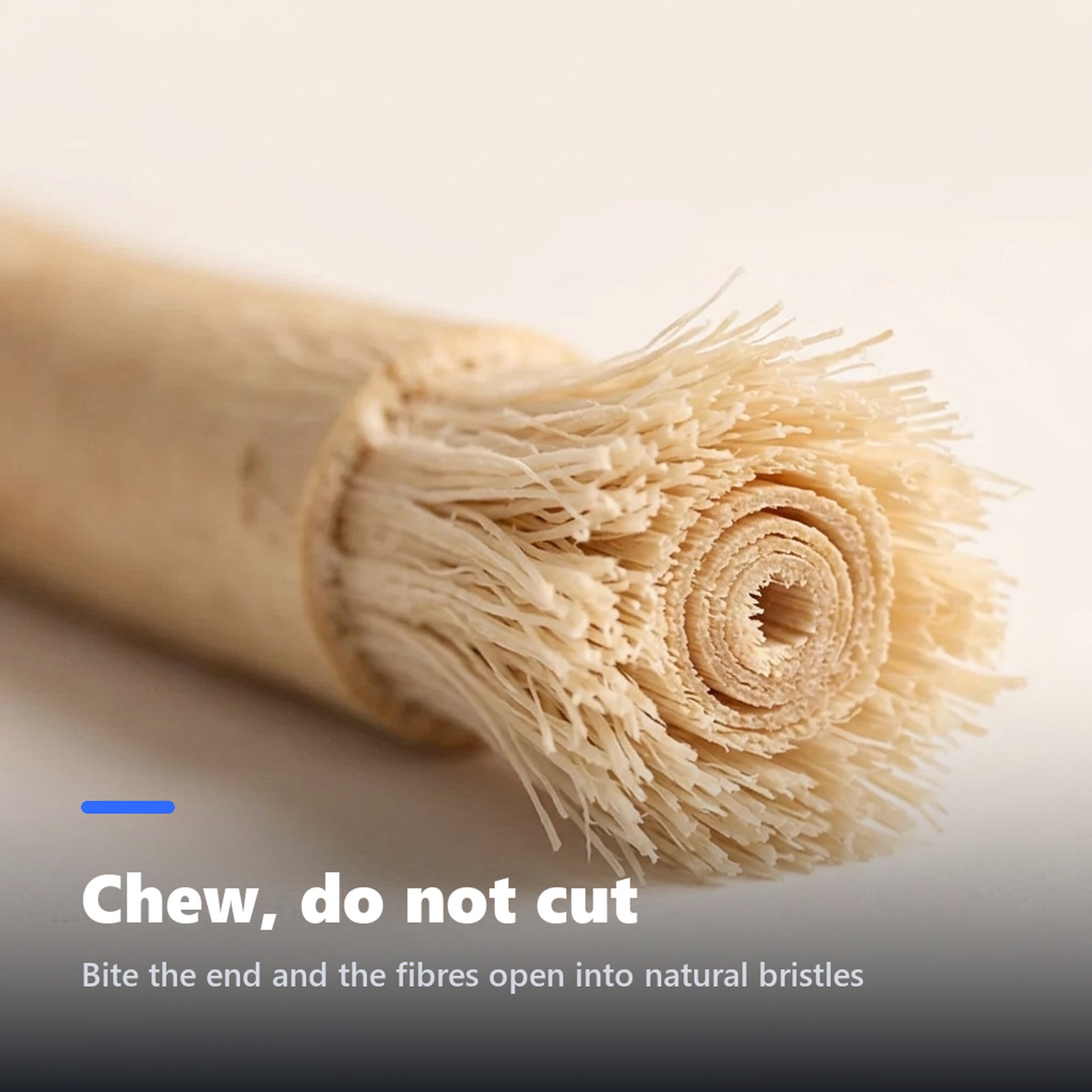 Close-up of the frayed natural bristles of a miswak stick