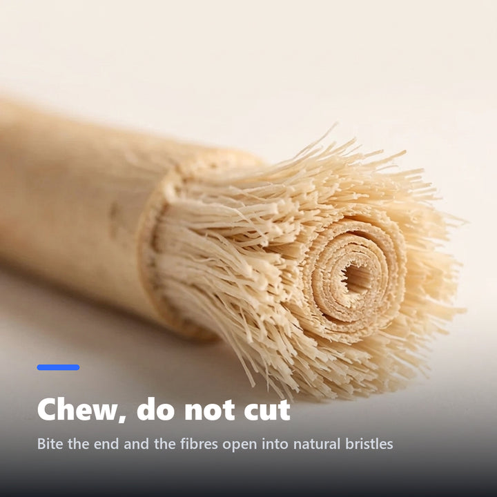 Close-up of the frayed natural bristles of a miswak stick